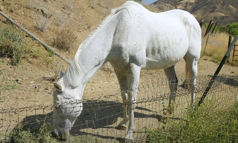 A horse, light gray in color, is seen foraging near a wire fence